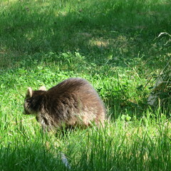 live raccoon in green meadow