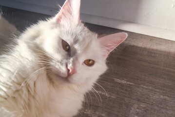 Wall Mural - Closeup view of a white cat head with long whiskers and pointed ears