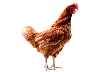 Chicken, Full body of brown chicken hen standing isolated transparent background, Laying hens farmers concept. PNG File