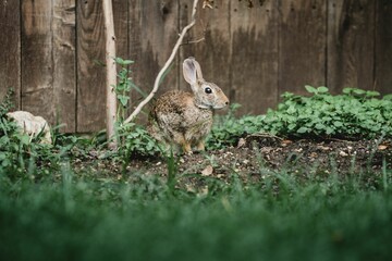 Close-up shot of a hare in a garden