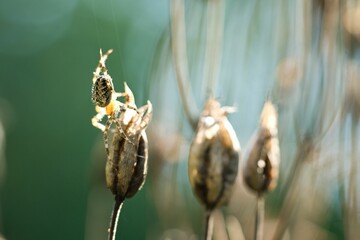 Cross spider crawling on a spider thread to a plant