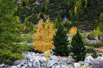 Beautiful view of colorful trees with rocks near a hill