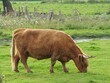 Closeup shot of a brown cattle grazing in a field on agricultural land