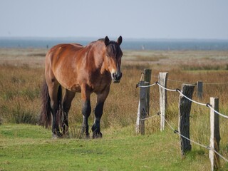 View of a brown horse in the green field.