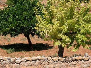 Beautiful trees on a sunny day