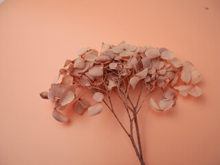 Canvas Print - White dried flower on pink backdrop with delicate stems