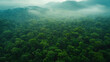 An aerial view of a dense forest canopy with winding hiking trails