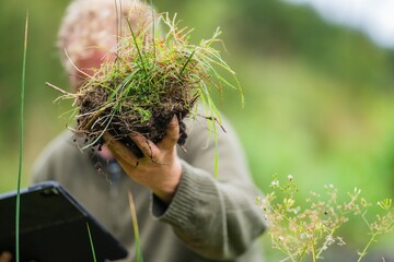 Wall Mural - agricultural farmer Holding soil in a hand, feeling compost in a field in Tasmania Australia. soil scientist in australia, soil test