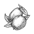 Isolated common guava plant. Vector tropical and exotic fruit. Hand drawn vegetarian or vegan salad ingredient. Natural and organic dessert. Tropic vitamin garden harvest. Agriculture and botany