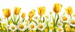 Yellow tulips and daisies. Modern background of fresh spring flowers