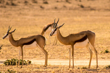 springbok, antidorcas marsupialis, in the dry riverbed of the auob river in the kalahari desert in s