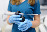 Fototapeta Tulipany - View of female ENT doctor with an endoscope in her hands while seeing a patient in a medical office. A professional otolaryngologist is at his workplace.