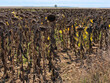 Drought in Hauts-de-France. Sunflowers in lack of water cannot develop normally.