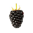 One fresh blackberry fruit, closeup and isolated