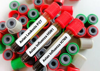 Wall Mural - Blood sample for Avian Leukosis Virus ab test, RIF, COFAL, ALV Ab Test, to diagnosis of detection of p27 antigen of the Avian Leukosis Virus. Avian influenza virus (H5N1 and H7N9) test.