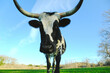 Spotted corriente cow portrait closeup, isolated against blue sky background on Texas farm.