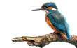 Nature's Jewel: Kingfisher Perched on Wooden Branch isolated on transparent Background