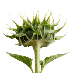 Wall Mural - A close up of a sunflower with a Transparent Background