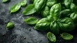 Fresh basil on the black backgrounds top view. Organic basil. Food concept. Fresh concept. Basil concept. Organic concept. Farm concept. Cook concept. Juicy concept.