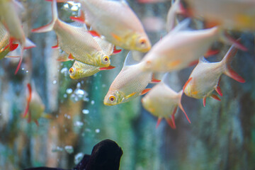 Wall Mural - Group of Goldfin or Tin foil barb fish underwater. Animal in nature portrait photo, close-up and selective focus.