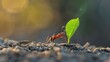 ant carrying a leaf for its nest in nature in high resolution and quality