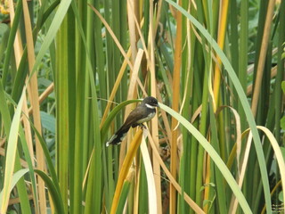 Wall Mural - Magpie resting on the green grass