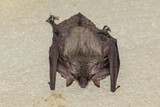 Fototapeta Uliczki - A large bat attached to a wall with its head downwards
