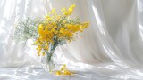 Fototapeta  - Magnificent Acacia dealbata, silver wattle or yellow mimosa flower with white gypsophila