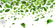 Fresh Green Leaves Falling or Floating on a White Background