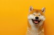 Happy Shiba Inu Dog on Yellow Background. Adorable Portrait of Cute White Akita Puppy - Perfect as a Pet or Animal Breed Stock Photo