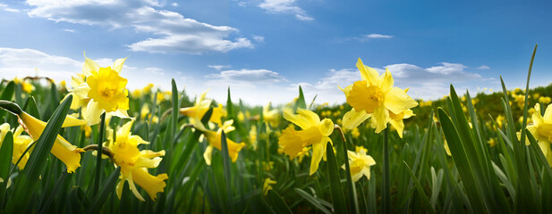 Wall Mural - Yellow daffodils flowers on a green spring meadow.