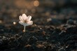 A cherry blossom sapling emerging from murky, shadowed ground, with delicate petals catching dim light