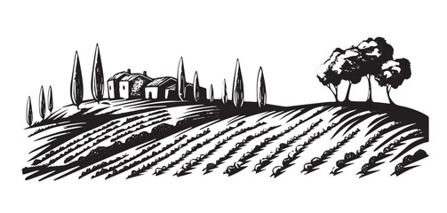 Vineyard landscape, Sketch, hand drawn illustrations.