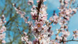 Branches of peach with flowering flowers on a sunny day.