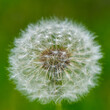 Dandelion with seeds on a green background, close- up.