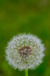 Dandelion with seeds on a green background, close- up.