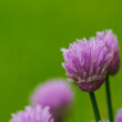 Violet flowers of wild onion on a blurry green background.