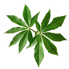 Wall Mural - Cassava leaves vegetable food ingridient cutout png transparent background
