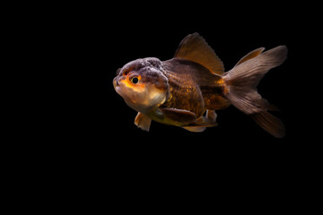 Wall Mural - A goldfish with a cute face. Black background.