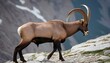 An Ibex With Its Hooves Adapted For Mountainous Te