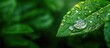 Big water drop Water on green leaf. Beautiful leaf with drops of water. Environment Concept. Photo of rain drops falling from a leaf. Long wide banner. Copy space for your design