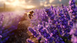Bees buzzing around rows of flowering lavender