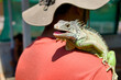 Green Iguana on Mans Shoulder