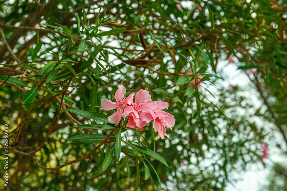 Tree with beautiful flowers outdoors