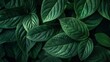 Close up photo of lush green exotic tropical leaves