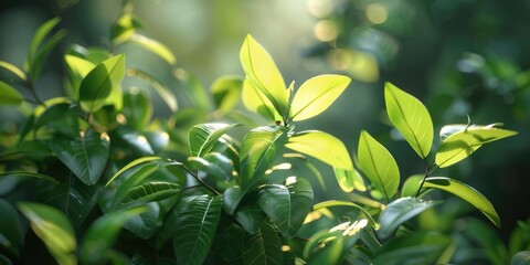 Aufkleber - Close up of a plant with green leaves, perfect for botanical projects