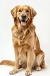 A cute golden retriever dog sitting on a plain white background. Suitable for pet products advertising