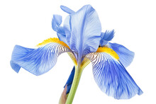 Delicate Light Blue Iris Flower - Isolated On White Transparent Background, PNG