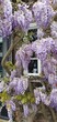 A blooming wisteria leaning against the wall of the house