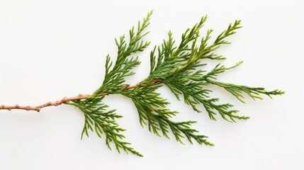 Aufkleber - A branch of a tree with vibrant green leaves. Suitable for nature and environmental themes